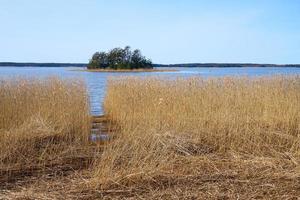 plantas secas en la costa del mar Báltico en Finlandia en la primavera. foto