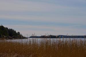 plantas secas en la costa del mar Báltico en Finlandia en la primavera.