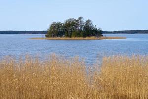 Dry plants on the Baltic Sea coast in Finland in the spring. photo