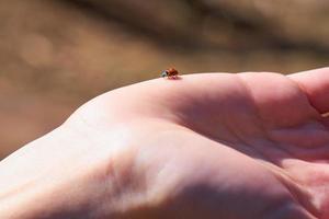 Ladybug in the sun in the palm of a hand photo