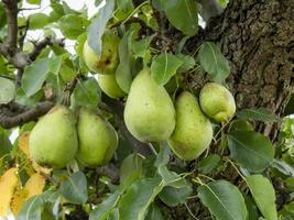 Green pears developing on a pear tree photo