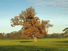 Autumn oak tree photo
