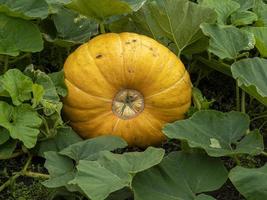 Large yellow pumpkin developing on a ground photo