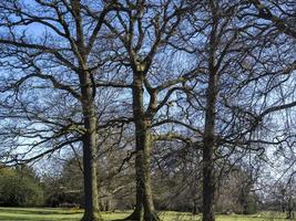 tres árboles de invierno en un parque foto