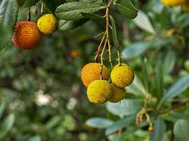 Developing fruits on a tree photo