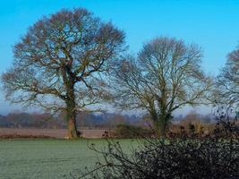 Bare trees in a field on a frosty morning photo