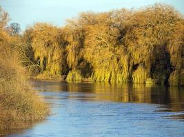 Weeping willow trees on a riverbank in winter