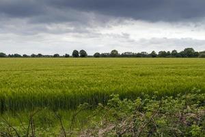 Moody sky over a wheat field photo