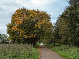 Árbol sicómoro con follaje de otoño junto a un sendero foto