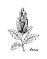 Hand drawn quinoa branch isolated on white background. Vector illustration in sketch style