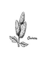 Hand drawn quinoa branch isolated on white background. Vector illustration in sketch style