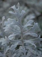 Silver ragwort leaf photo