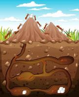 Underground animal burrow with ant family vector