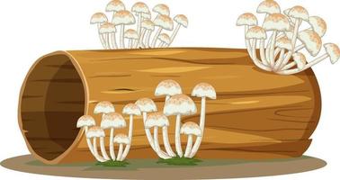 Fungus on log isolated on white background vector