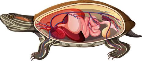 Internal anatomy of a turtle isolated on white background vector