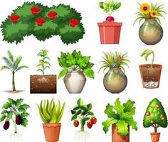 Set of different plants in pots isolated on white background vector