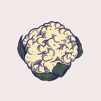 Sketch of cauliflower hand drawn vector illustrations. Organic vegetables for vegetarian, vegan or veggie food. Farming and garden, vitamin and nutrition theme. Vegetable engraved style objects