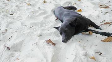 Schwarzer Hund langsam entspannend am Strand im Morgensonnenlicht video