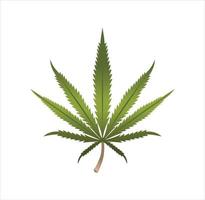ilustración realista de diseño de hoja de marihuana vector
