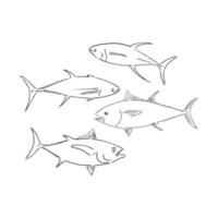 Vector illustration set of tuna fishes