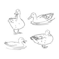 duck sketch vector illustration,isolated on white background,animals top view. duck vector sketch illustration on white background