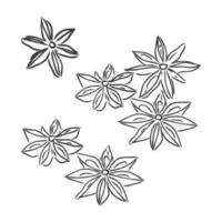 Dibujo de líneas vectoriales anís estrellado hecho a mano aislado sobre fondo blanco. bocetos de especias. dibujo vectorial de anís sobre un fondo blanco vector