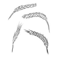 trigo de invierno, trigo, cosecha ilustración grabada de trigo de invierno aislado en un fondo blanco. bosquejo del vector del trigo en un fondo blanco