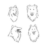 Dog Rough Collie isolated on White background. Vector illustration. collie vector sketch illustration on white background