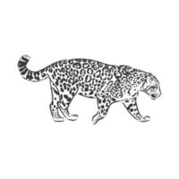jaguar. Ilustración de boceto dibujado a mano aislado sobre fondo blanco. jaguar animal, dibujo vectorial ilustración