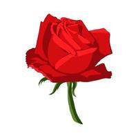 Isolated red rose vector