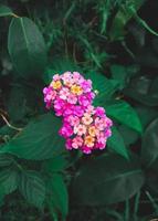 flores silvestres brillantes en hojas verdes foto