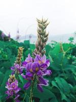 Bright wildflowers in green leaves photo