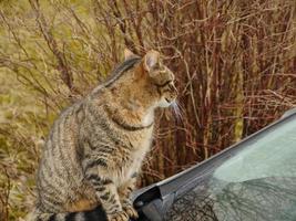 Tabby cat sits on the hood of the car and looks around, close-up, autumn photo