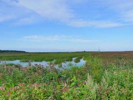 Flowering flooded meadows, the lake is overgrown with dense reeds summer landscape photo