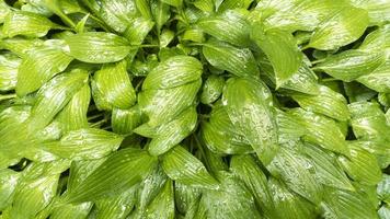 Green leaves hosta plant with water drops. Natural pattern. Stock photo. photo