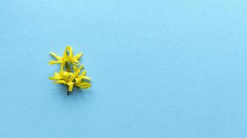 Yellow flower blue background. Simple flat lay with pastel texture. Fashion eco concept. Stock photo. photo