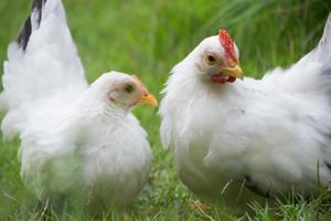 Two white chickens on green grass, colorful rooster. Cock. Bantam photo