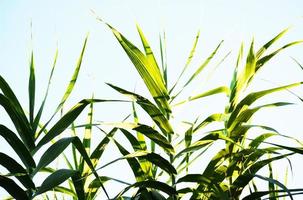 Green wheatfield during daytime photo