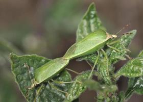 Nezara viridula, commonly known as the southern green stink bug, southern green shield bug or green vegetable bug, Crete photo