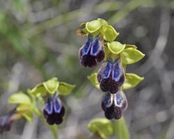 Flower of Ophrys iricolor, Greece photo