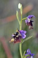 Flower of Ophrys episcopalis, Greece photo
