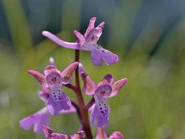 Flower of orchid species, Greece photo