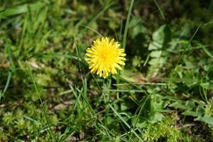 Flor amarilla de diente de león con fondo de hierba verde