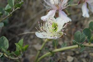 primer plano, de, flores, de, capparis, spinosa, o, el, alcaparra foto