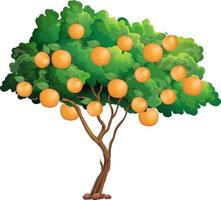 Orange tree isolated on white background vector