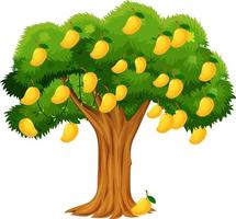 Yellow mango tree isolated on white background vector