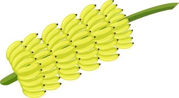 Bunch of banana isolated cartoon style on white background vector