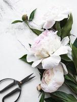 Peony flowers on a marble background photo