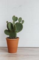 Cactus opuntia in pot photo