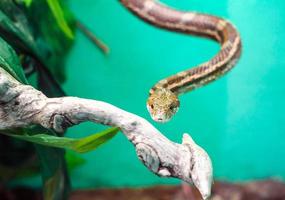 Cabeza y ojos de una serpiente colgando de una rama de cerca foto